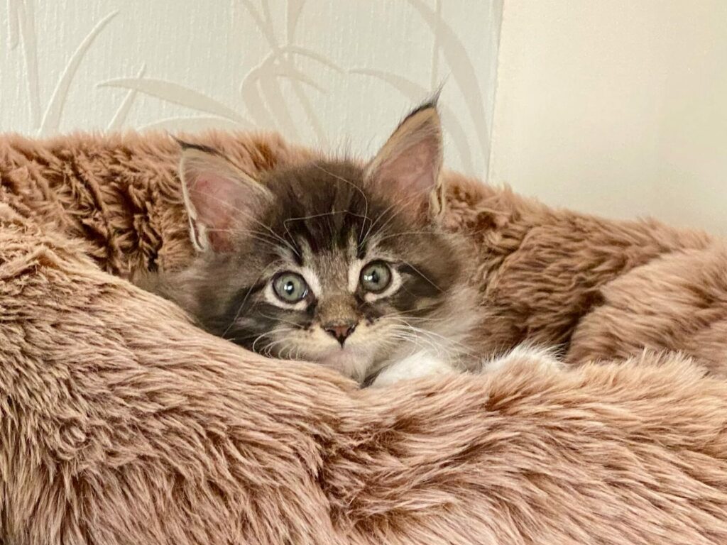 pronájem se zvířetem šárka sabová realitní makléř