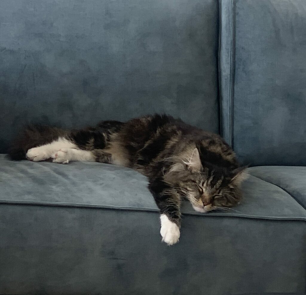 pronájem se zvířetem šárka sabová realitní makléř