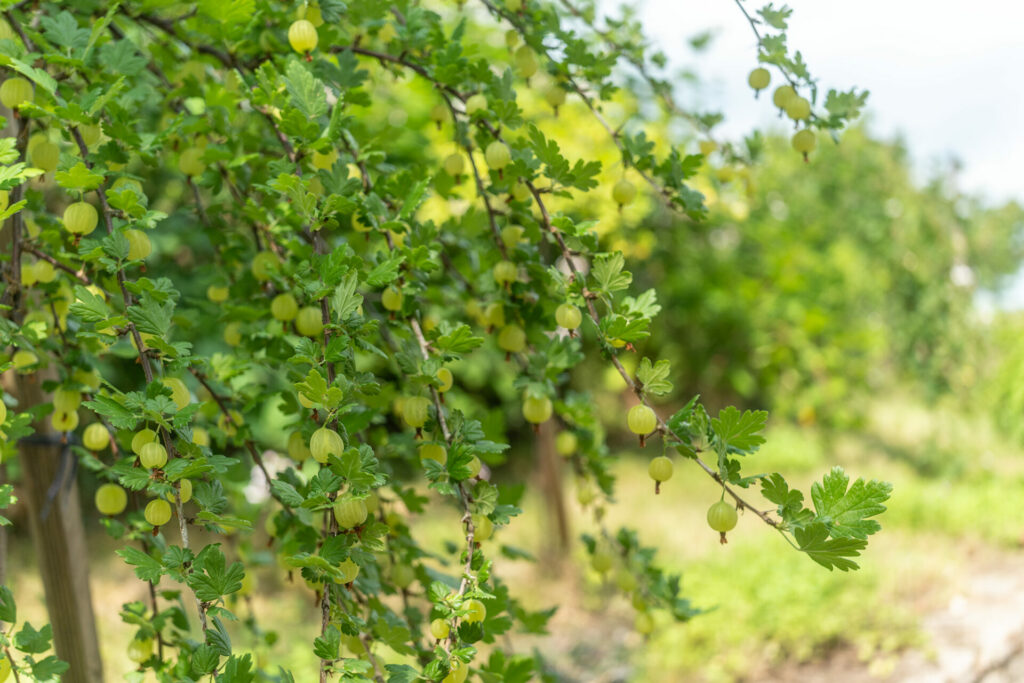 Bydlení v přízemí šárka sabová realitní makléř